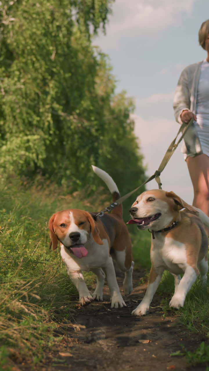 mujer caminando con sus dos perros en la correa en un campo de hierba, un perro corriendo hacia adelante para unirse al otro en un campo verde abierto, el fondo presenta árboles y vegetación exuberante
