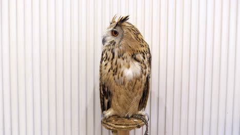 an owl perched on a stump while on display inside a zoo in bangkok, thailand