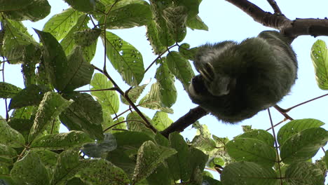 Pale-throated-sloth-or-three-toed-sloth-male,-scratching-his-back-while-hanging-in-tree