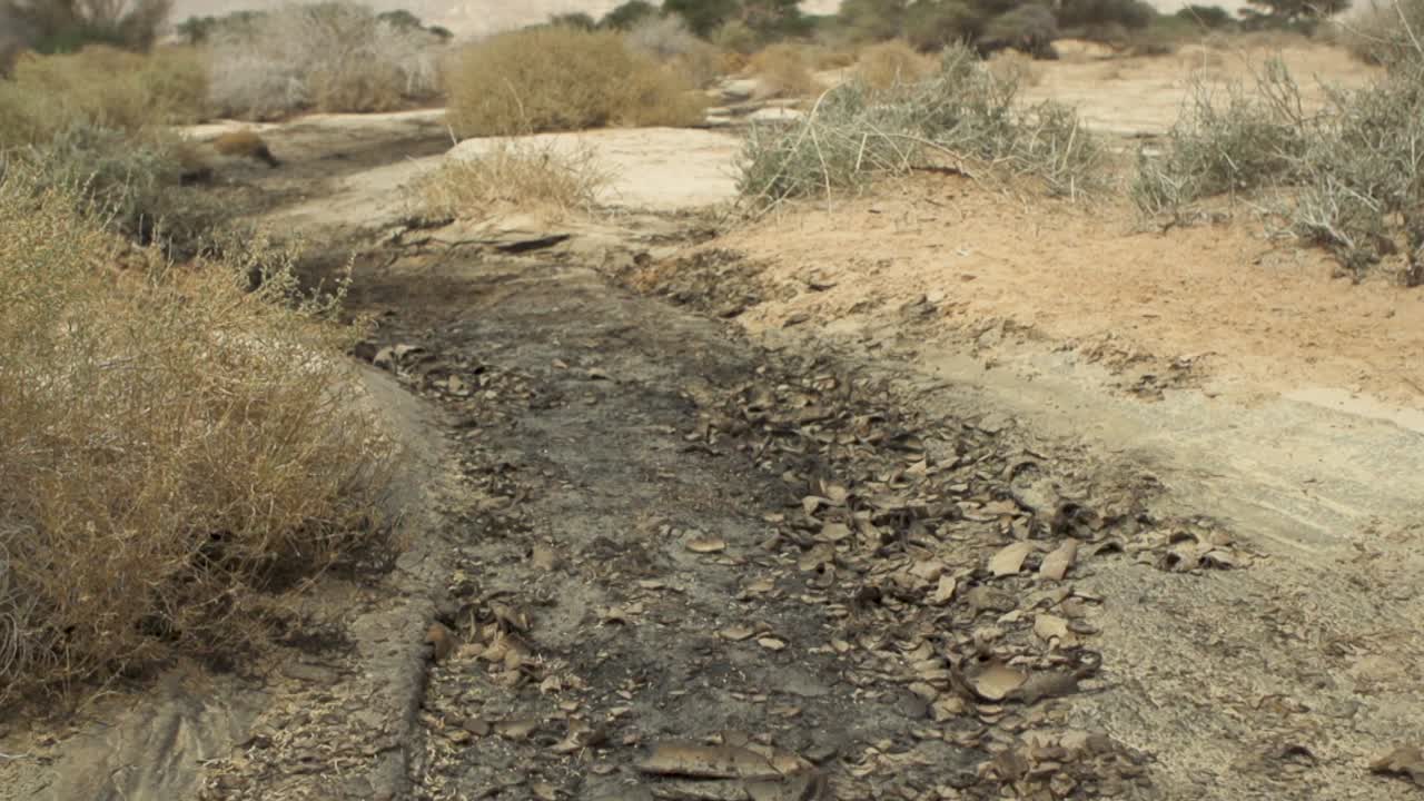 River completely dry in the desert with trees and bushes. Slow tilt up camera