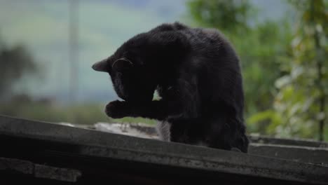 Beruhigende-Szene-Einer-Schwarzen-Katze,-Die-Sich-Anmutig-Putzt,-Während-Sie-Friedlich-Auf-Dem-Dach-Faulenzt