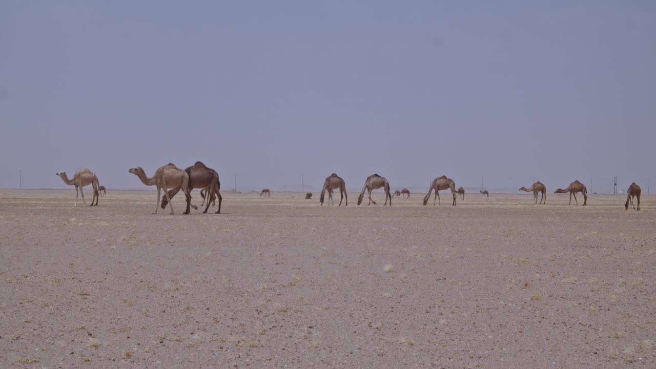 사막에서 풀을 먹고 사막을 돌아다니는 낙타의 무리