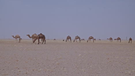 Una-Caravana-De-Camellos-Pastando-En-El-Desierto-Una-Manada-De-Camellos-Comiendo-Hierba-Y-Moviéndose-En-El-Desierto