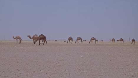 Eine-Kamelkarawane,-Die-In-Der-Wüste-Weidet.-Eine-Kamelherde,-Die-Gras-Frisst-Und-Sich-In-Der-Wüste-Bewegt