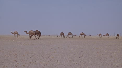 una caravana de camellos pastando en el desierto un rebaño de camellos comiendo hierba y moviéndose por el desierto