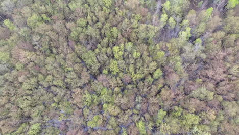 Drone-Shot-Looking-Down-Over-a-Swampy-Forest