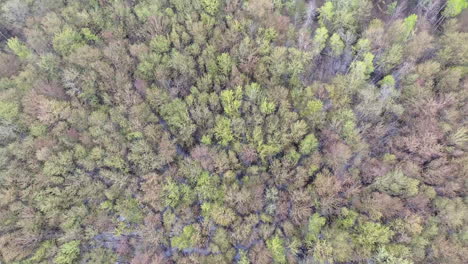 drone shot looking down over a swampy forest
