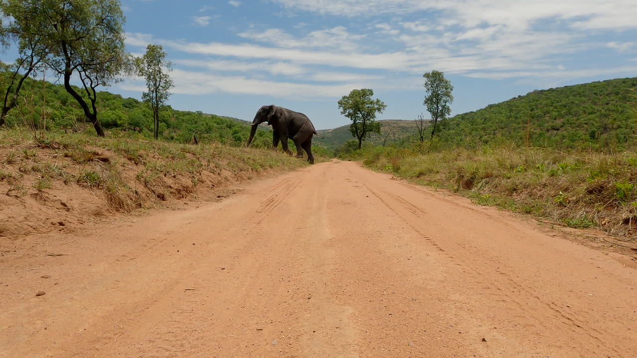 African elephant blocks dirt road on game reserve and then walks over