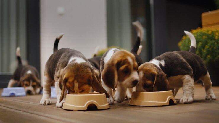 Spätes Abendessen für die frechen und hungrigen Beagle-Welpen. Sie fressen Futter aus Näpfen auf der Veranda des Hauses.
