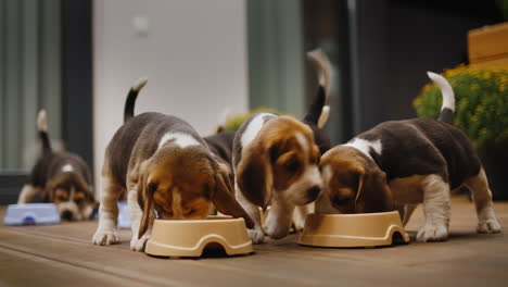 late dinner at the mischievous and hungry beagle puppies. eat food from bowls on the veranda of the house