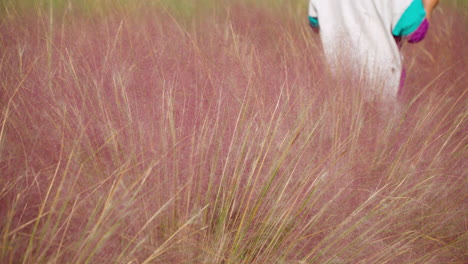 persona caminando detrás de la hierba rosa muhly en flor en la isla de hierba pocheon en corea del sur