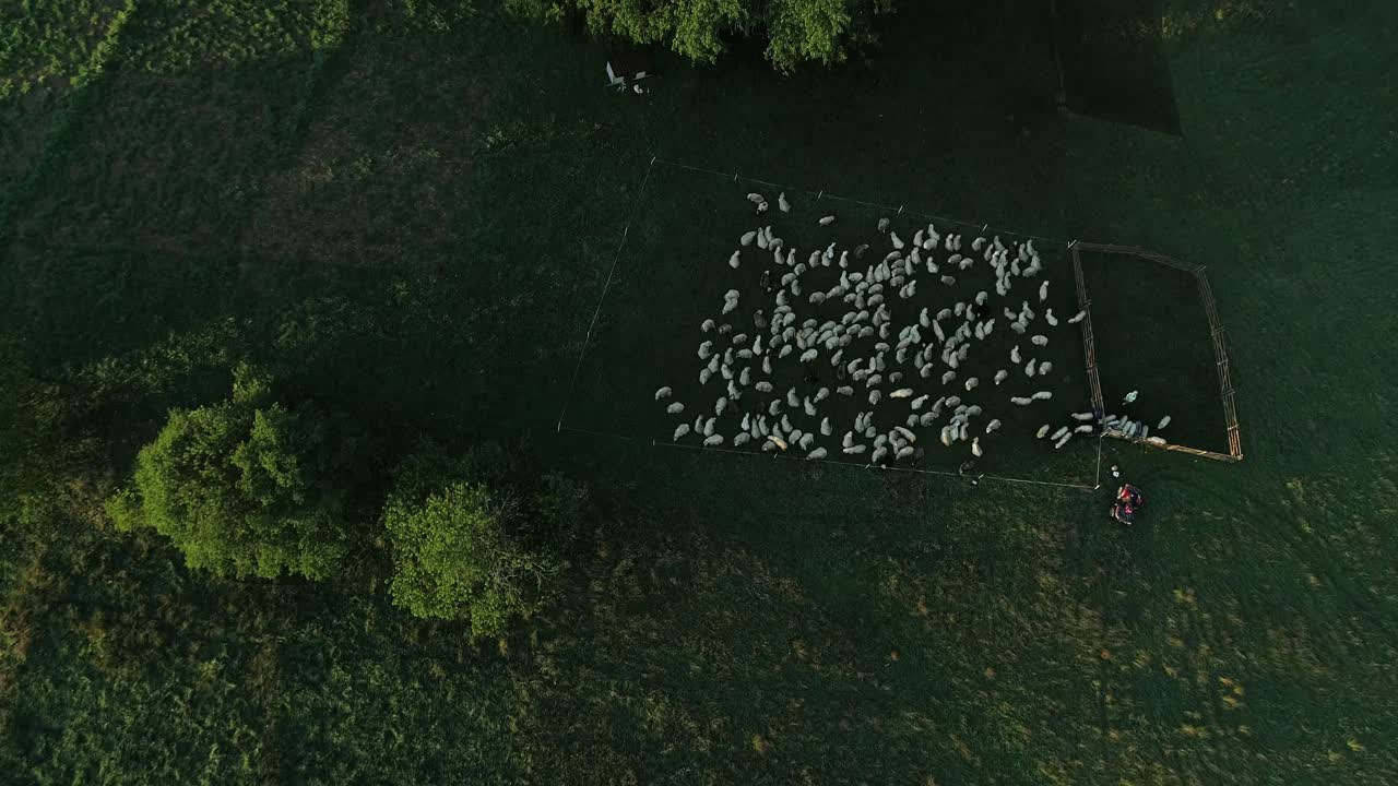 Aerial view of a flock of sheep in a fenced pasture