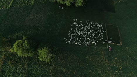 aerial view of a flock of sheep in a fenced pasture