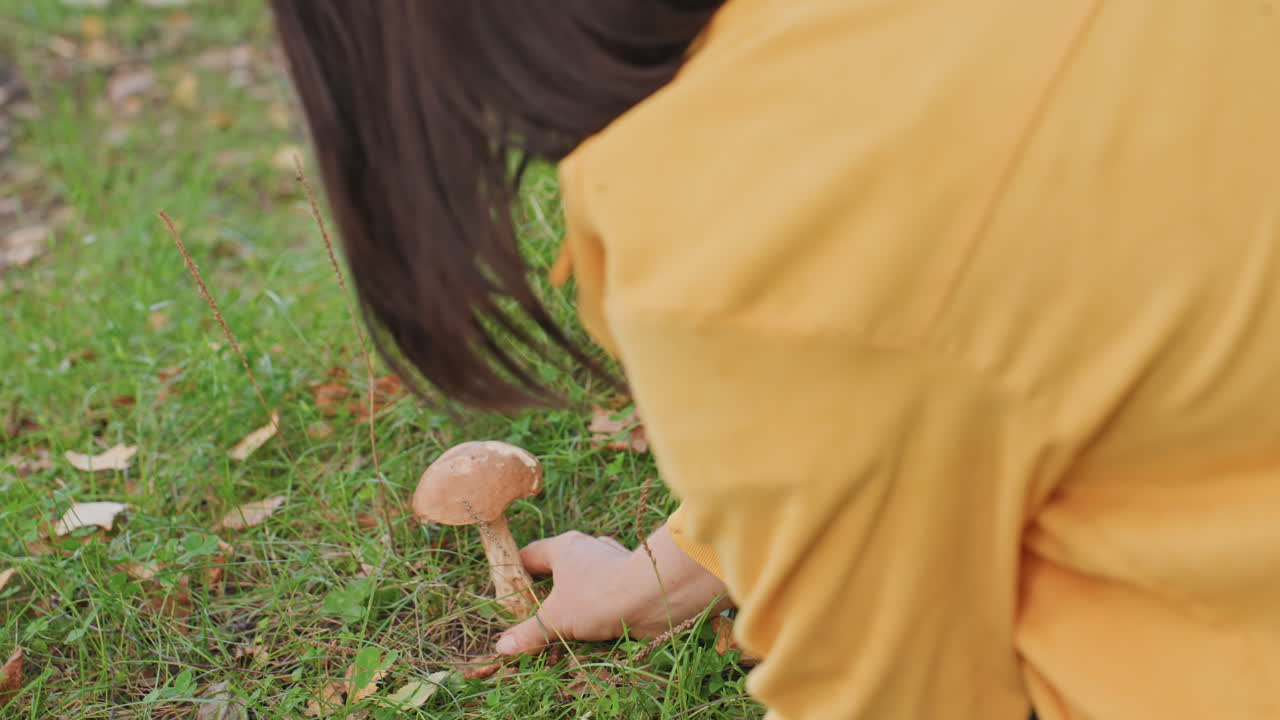 White woman foraging mushroom while camping, kneeling in grassy birch clearing and carefully inspecting stem and cap yellow jacket visible as she picks specimen with gentle hands, closeup frames show