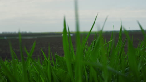 césped de campo soplando el viento en la agricultura eco prado al aire libre. concepto de agronomía.