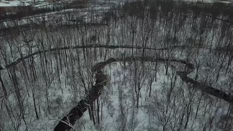 Drone-Footage-of-Trees