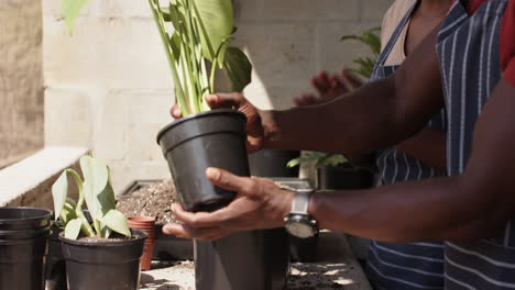 gardener repotting plant in black pot, nurturing growth in sunny greenhouse