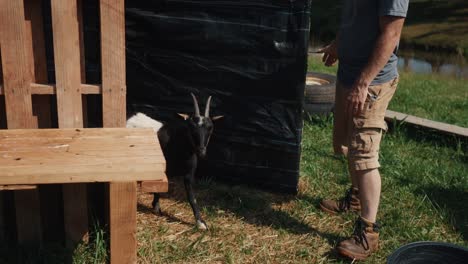 farmer taking care of young little cute goat before milking in rural farm