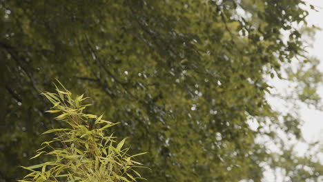 Dripping-wet-trees-in-a-rainstorm