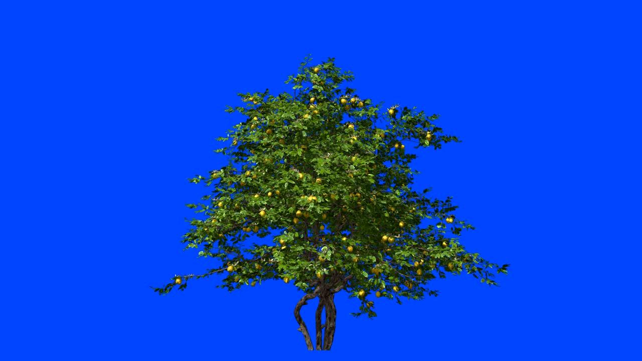 Lemon tree in the wind.Blue screen alpha.