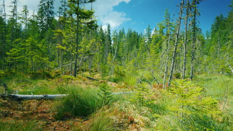 Ein-Erstaunlicher-Sumpf---Umgestürzte-Bäume,-Moos-Und-Grünes-Gras-Unberührte-Orte-Auf-Dem-Planeten-Pov-Video