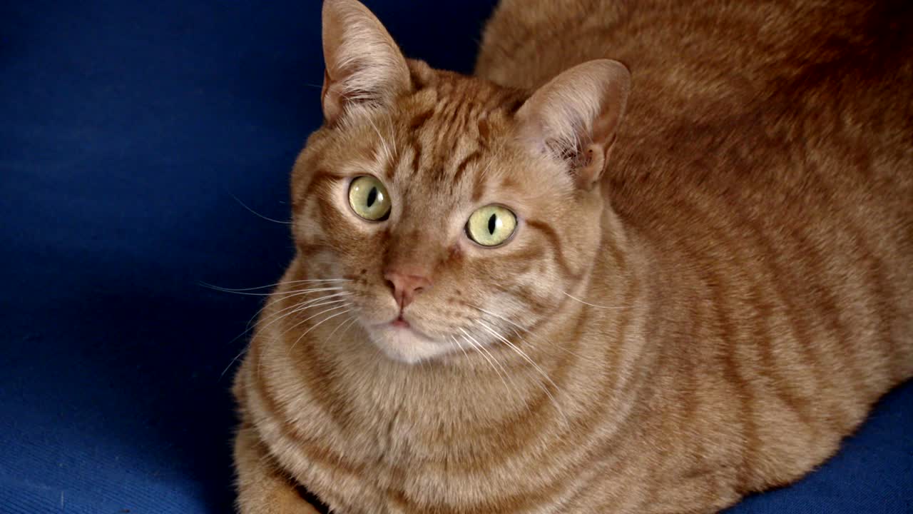 el gato rubio en el sofá azul