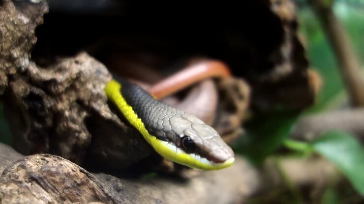 Miranda Green Racer slang, Philodryas mattogrossensis, in gevangenschap