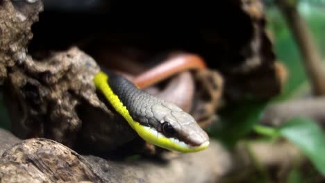 密蘭達綠色競賽蛇 (philodryas mattogrossensis) 在監禁中