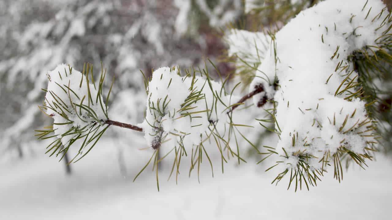 Store snøfnugg faller på en vintergren