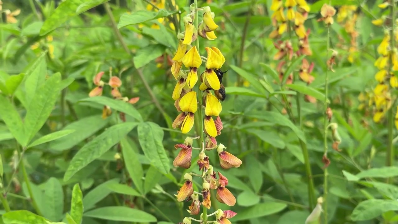 Primo piano di un'ape che impollina fiori gialli vivaci.
