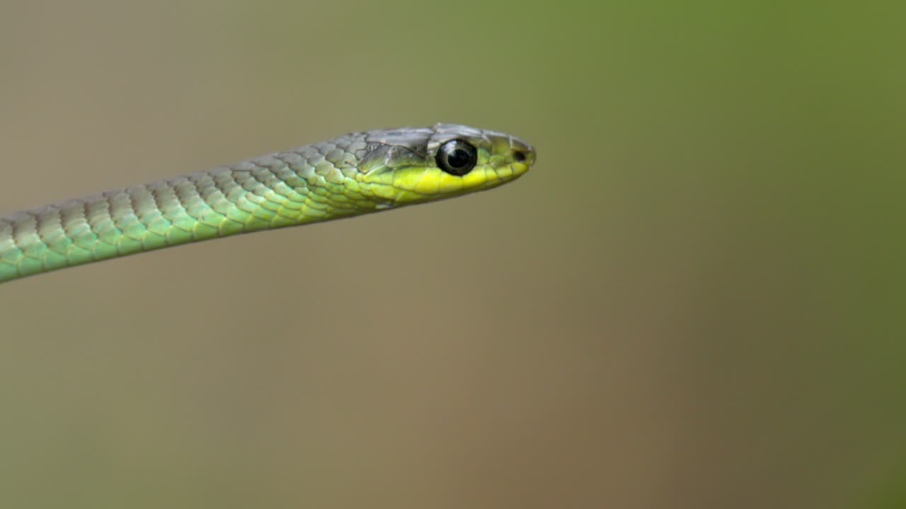 близкое изображение головы зеленой деревянной змеи в австралии с фоном bokeh