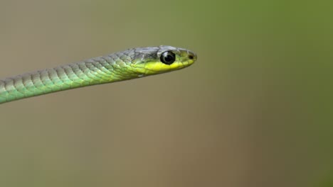 Cerca-De-La-Cabeza-De-Una-Serpiente-De-árbol-Verde-En-Australia-Con-Fondo-Bokeh