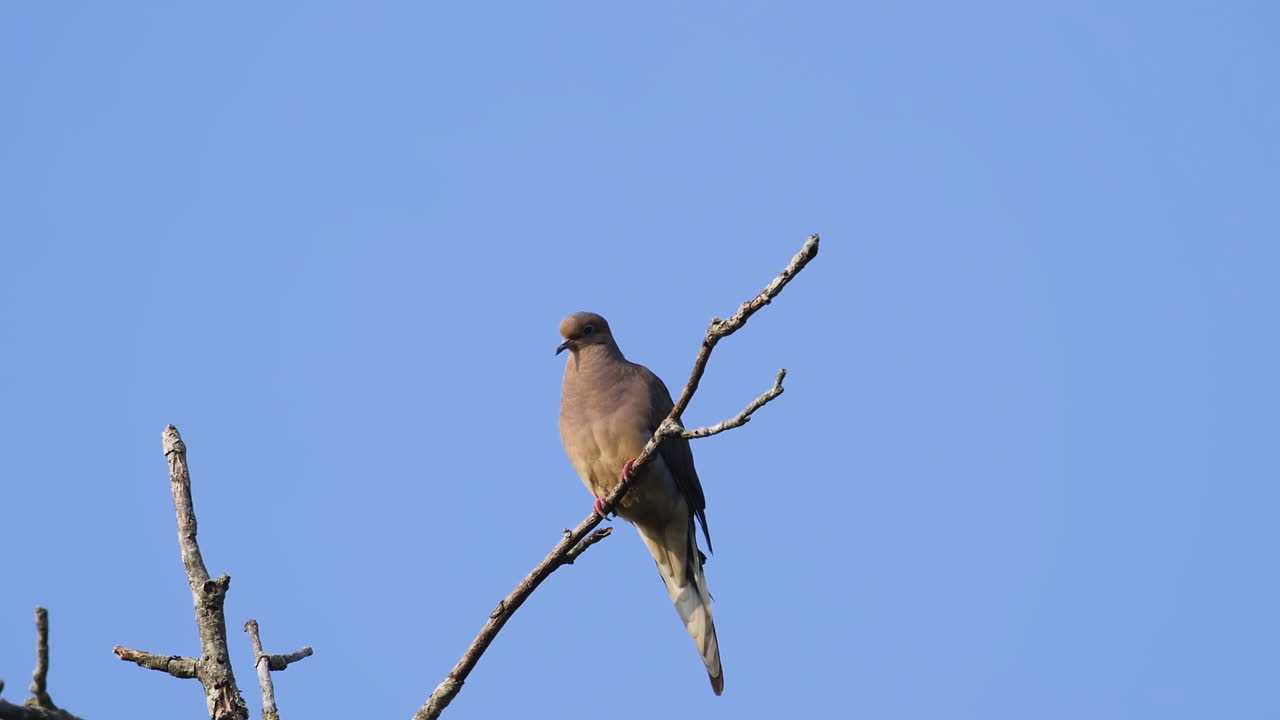 una paloma de luto beige encaramada en la copa de un árbol sin hojas contra un fondo de cielo azul