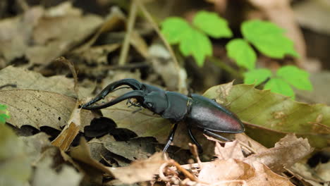 japanese stag beetle with one broken leg crawling on fallen dried leaves in a forest ground - closeup tracking motion