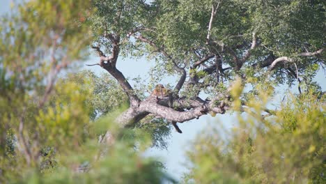 African-leopard-lying-concealed-on-branch-in-tree-in-savanna-sun