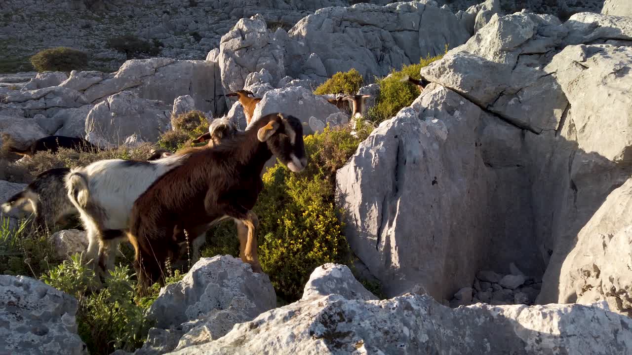 Capre che saltano tra le rocce nell'aspro terreno montuoso della Sierra de Cadiz, Spagna