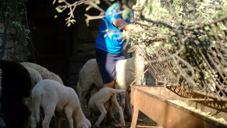 young shepherd looking after sheep