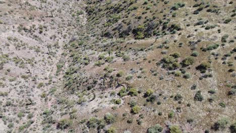 Drohnenaufnahmen-Aus-Der-Wüste-Von-Arizona-Mit-Bergen-Und-Kakteen