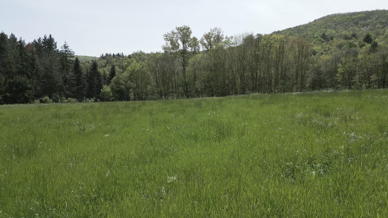 Verdant grass undulating in gentle breeze, rolling forest lined hills stretching across expansive landscape under bright clear sky during pristine spring or summer day