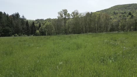 verdant grass undulating in gentle breeze, rolling forest lined hills stretching across expansive landscape under bright clear sky during pristine spring or summer day