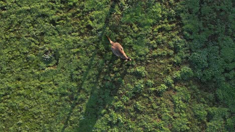 isolated kangaroo grazing in green field