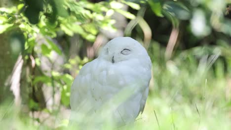 Close-up-shot-of-white-Snowy-Owl-with-closed-eyes-resting-in-grass-field-during-sunny-day