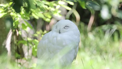 disparo de cerca de búho de nieve blanco con los ojos cerrados descansando en el campo de hierba durante el día soleado