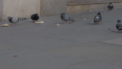 Pigeons-feeding-on-busy-high-street-in-London,-United-Kingdom