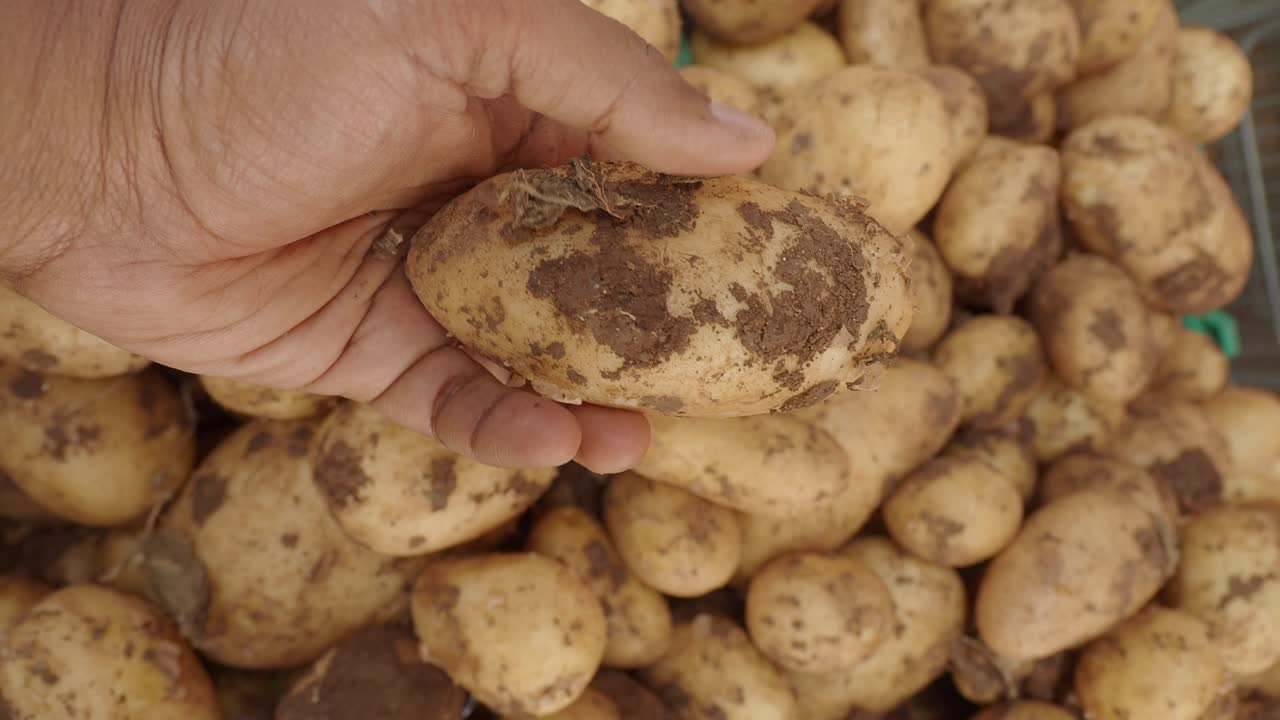 Freshly Harvested Potatoes