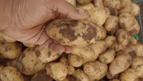 Freshly Harvested Potatoes