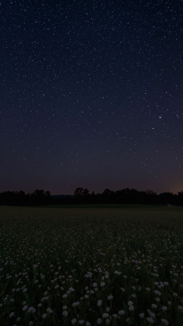 Sunrise/Sunset over a Field of Flowers and Starry Night Sky