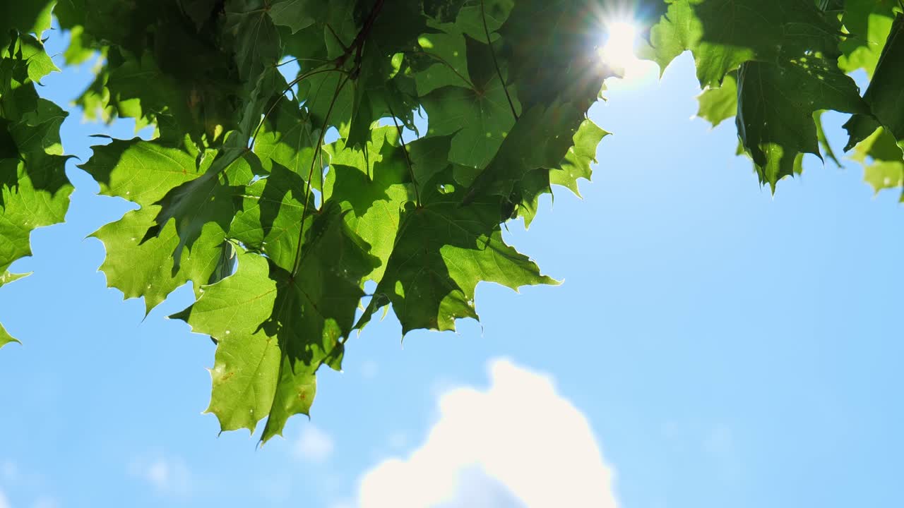 green maple leaves waving calmly in a wind
