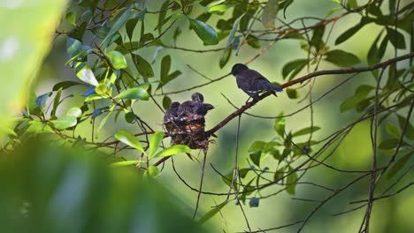 mother pied fantail with young birds in the nest - low angle shot