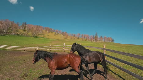 horses run away from drone in paddock with board fence